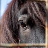 Immagine rappresentativa della categoria pony, animali e pet therapy su festeecompleanni.it